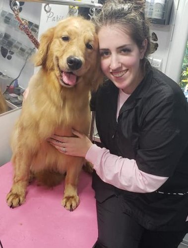 Chloe the Golden